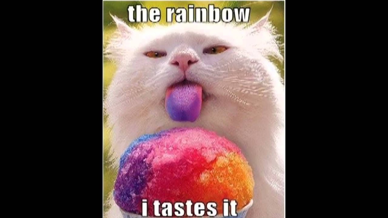Cat licking a snow cone and his tongue turns colors it"s so funny - YouTube