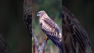 Beautiful Red Kite