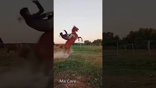 Horse And Human Interaction