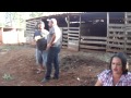 Porco no Tacho