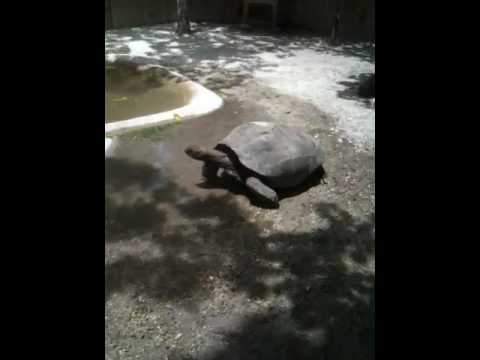 Giant Turtle Loving