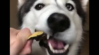 Милые Щенки И Веселые Собаки | Смешная Подборка Видео Приколов Про Собак