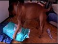 Bullmastiff Move images Bullmastiff Move