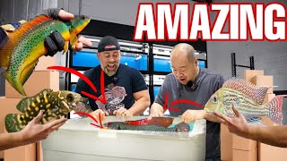 OPENING BOXES OF TROPICAL FISH FROM BRAZIL | Live Fish Unboxing