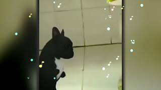 Funny video songs