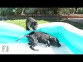 Lab Puppy Can't Dig In the Kiddie Pool