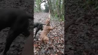 Patterdale Vs Tree