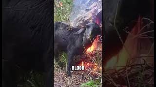 Why This Goat Burning Itself
