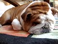 Bulldog Google sleep nightmare