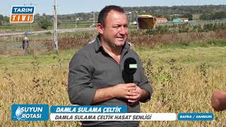 Damla Sulama İle Yeti̇şti̇ri̇len Çelti̇k Hasat Töreni̇