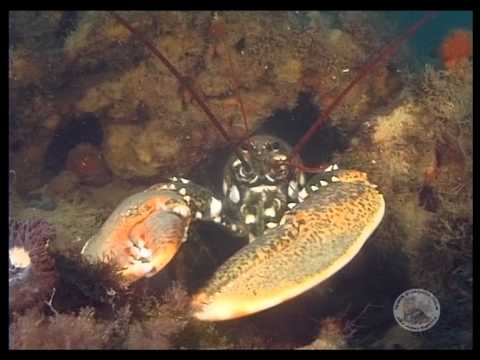 Examples+of+Poriferans Examples of Poriferans http://www.pic2fly.com/Examples+of+Poriferans ...