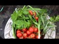 Aquaponic tomato harvest