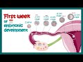 Embryology | Fertilization, Cleavage, Blastulation | First week of embryonic development | Zygote
