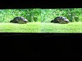 3d Samsung Aligator Demo Filmed Through Shutter Gles images 3d Samsung Aligator Demo Filmed Through Shutter Gles