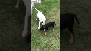 Bull Terrier Fight