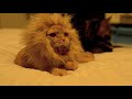 ライオンに変身する猫 Transform oneself from Cat to Lion