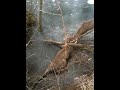 Crazy Big Buck Fight (Iowa)