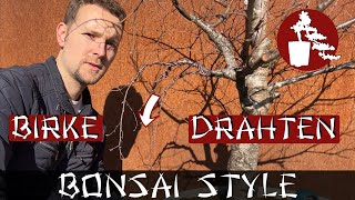 Birke Drahten - Extreme Verwandlung Birke Betula Bonsai Style