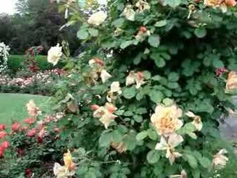 Come take a stroll through a beautiful rose garden. Come take a stroll through a beautiful rose garden.