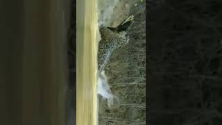 Jaguar Killing Caiman..