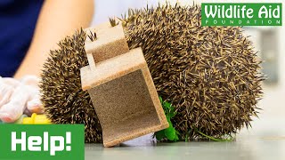 Hedgehog WEDGED inside plastic fencing joint!
