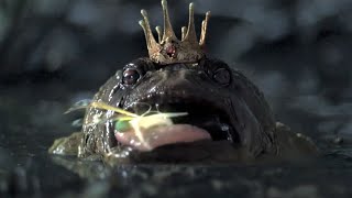 Frog, Fish & Monster Noms As Ad