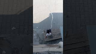 Şu Dökme Şakası
