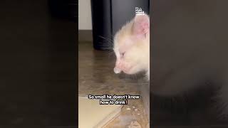 Tiny Kitten Blows Bubbles From Nose While Drinking