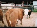 "Mad Cow Disease" by Zan The Man