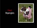 Pet Photography & Portraits