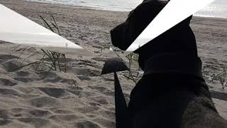 My Patterdale Terrier