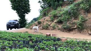 Dogo Argentino Jack Rusell