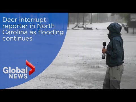 Hurricane Florence: Deer interrupt reporter in North Carolina as flooding continues