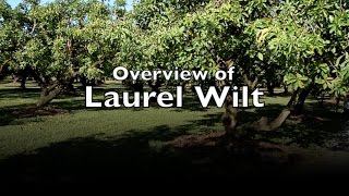 Overview of Laurel Wilt