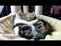 cute cats