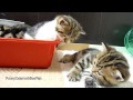 cute cats