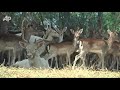 Raw Video: Struggle to Save Thai Zoo from Floods