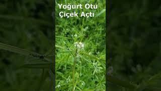 Yoğurt Otu Çiçek Açtı