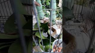 Kokowa The Squirrel P.3