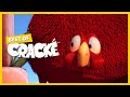 CRACKÉ - BIG FAT BIRD | Cartoon Animation | Compilation