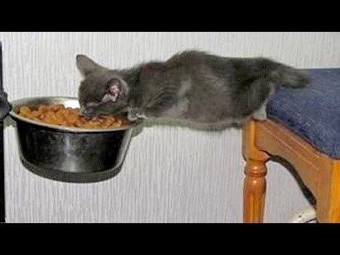 Animals are so funny you just can't stop laughing - Funny animal compilation