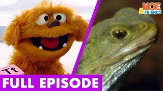 T For Tuatara Reptiles From The Age Of Dinosaurs The Moe Show