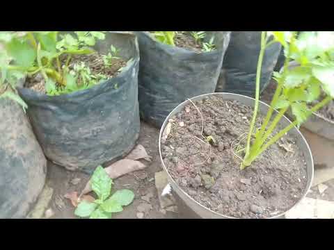 berkebun sederhana di pekarangan rumah hasil nya lumayan