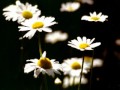 Canzone piccola - Jovanotti.wmv