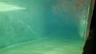 Merpups Youre A Dolphin