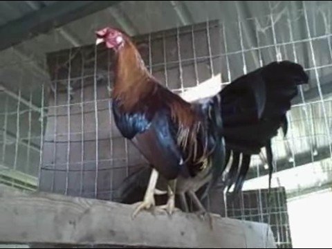 Video About Rhode Island Red Bantam Rooster | Encyclopedia.com