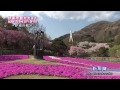 伊東温泉観光ガイド～伊東の桜～