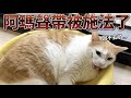 【黃阿瑪的後宮生活】阿瑪聲帶受傷了!