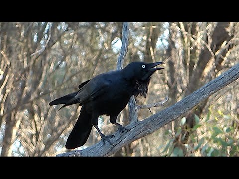 Audio of the Australian Raven calling