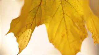 Energia d'autunno